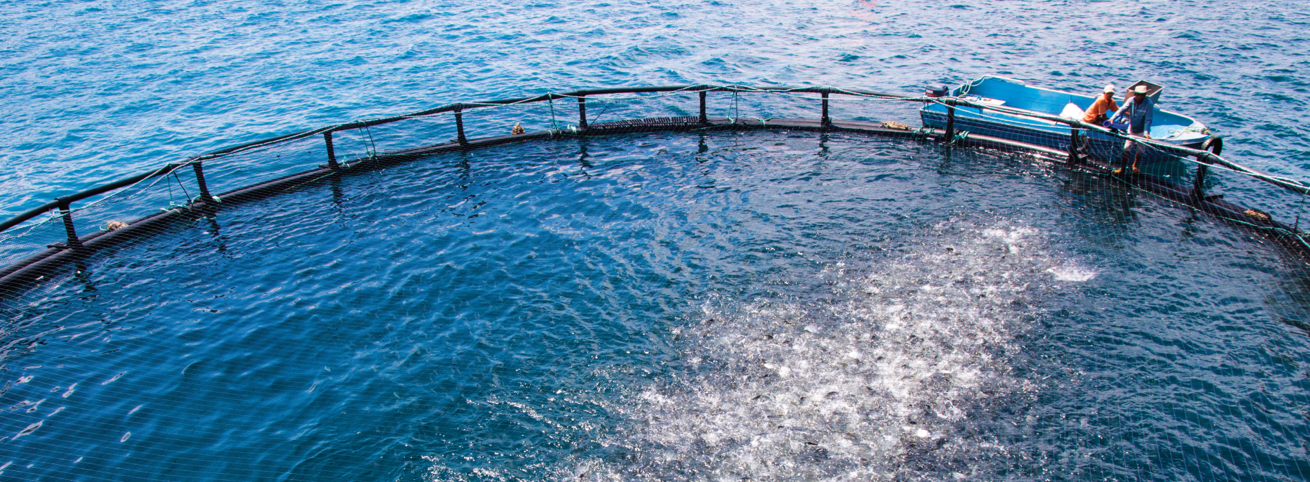 CAGE AQUACULTURE IN VIETNAM