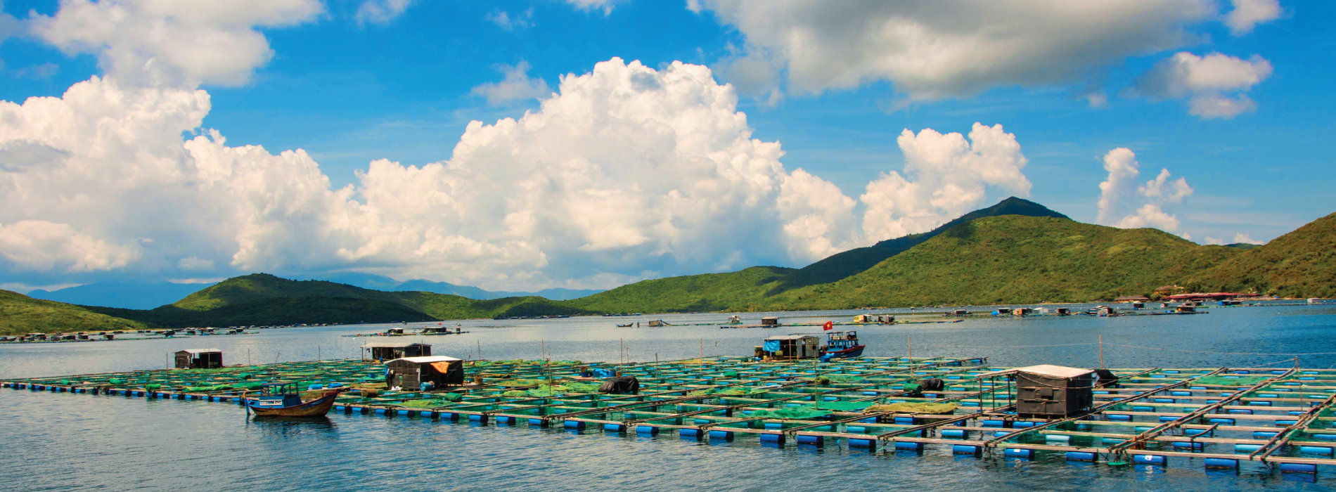 CAGE AQUACULTURE IN VIETNAM